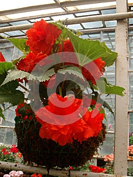 closeup shot of beautiful flowers inside Company Garden , Mussoorie