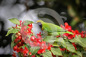 Closeup shot of a beautiful Golden-fronted leafbird