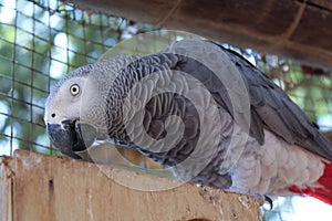 Closeup shot of a beautiful gray parrot in a cage at the zoo