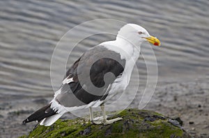 Closeup shot of a beautiful great black-backed gull standing on a mossy stone