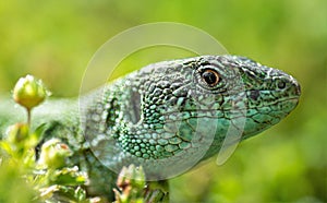 Closeup shot of a beautiful green Agamid lizard on blurred background