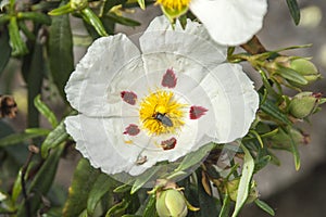 Closeup shot of a beautiful Gum Rockrose and an insect on background of leaves