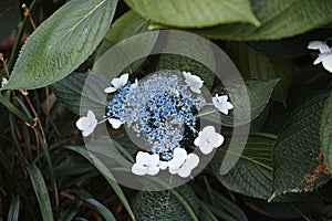 Closeup shot of beautiful hortensias blossoming in the garden photo