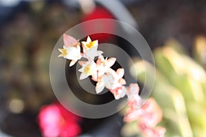 Closeup shot of a beautiful Hoya carnosa  flower bud under the sunlight