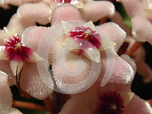 Closeup shot of beautiful hoya flowers