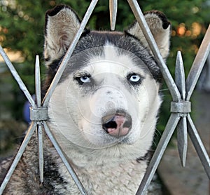 Closeup shot of a beautiful husky dog with bright blue eyes