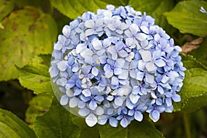 Closeup shot of beautiful hydrangea Serrata flower with green leaves on a blurred background photo
