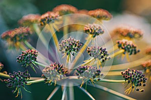 Closeup shot of a beautiful Lomatium Mohavense blooming in the garden