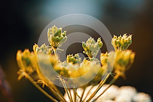 Closeup shot of a beautiful Lomatium Mohavense blooming in the garden