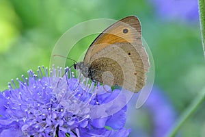 Closeup shot of beautiful meadow brown butterfly (Maniola jurtina) on purple Knautia arvensis flower