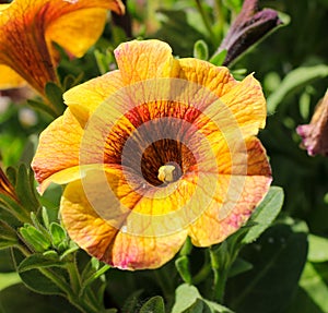 Closeup shot of a beautiful orange calibrachoa flower