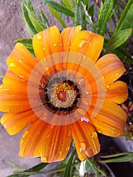 Closeup shot of a beautiful orange daisy with crystal clear water drops