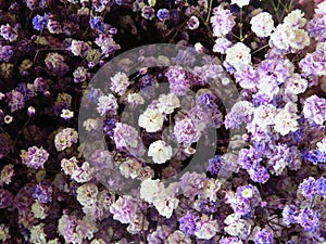 Closeup shot of beautiful peony flowers in a garden