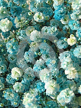 Closeup shot of beautiful peony flowers in a garden