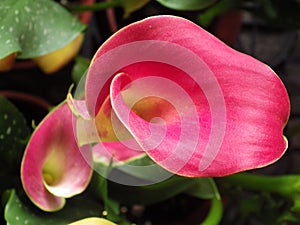 Closeup shot of a beautiful pink calla lily flower photo