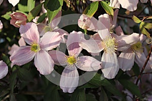 Closeup shot of beautiful pink Clematis montana flowers in a garden