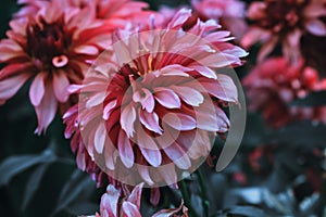 Closeup shot of a beautiful pink Dahlia flower