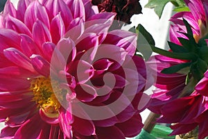 Closeup shot of the beautiful pink Dahlia flower in the garden on a sunny day