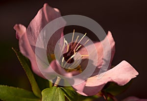 Closeup shot of a beautiful pink hellebore flower on a dark background