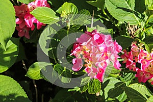 Closeup shot of beautiful pink Hydrangea flower with bright green leaves