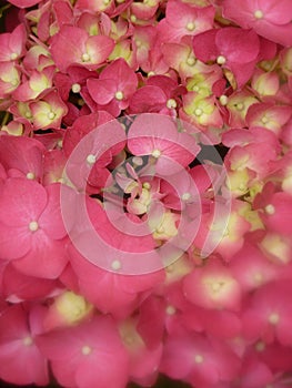 Closeup shot of beautiful pink hydrangea flowers blooming the garden