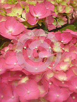 Closeup shot of beautiful pink hydrangea flowers blooming the garden