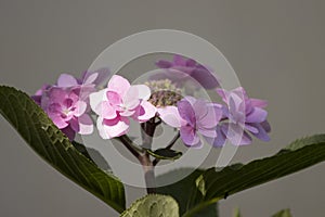 Closeup shot of beautiful pink hydrangea flowers on a stem with green leaves