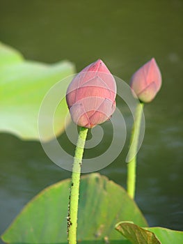 Closeup shot of a beautiful pink lotus flower bud in a pond at a peaceful countryside