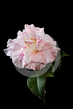 Closeup shot of a beautiful pink-petaled rosa centifolia flower against a black background photo