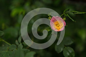 Closeup shot of a beautiful pink rosa cantina flower on a blurred background