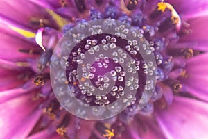 Closeup shot of a beautiful purple african daisy flower in a garden