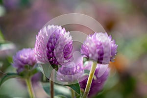 Closeup shot of beautiful purple Globe Amaranth flowers in a garden