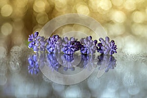 Closeup shot of beautiful purple grape hyacinth flowers