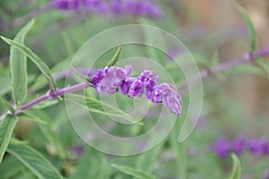 Closeup shot of beautiful purple Mexican Bush Sage on background of plants