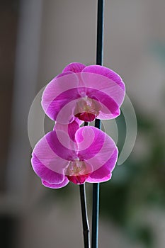 Closeup shot of a beautiful purple orchid flower with a blurred background