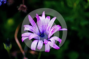 Closeup shot of a beautiful purple-petaled African daisy flower with a blurred background