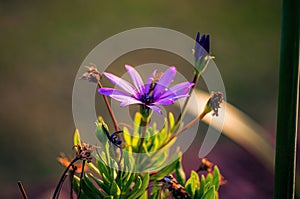 Closeup shot of a beautiful purple-petaled African daisy flower with a blurred background