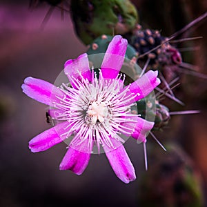 Closeup shot of a beautiful purple-petaled passion flower on a blurred background