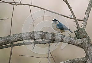 Closeup shot of a beautiful red-breasted nuthatch perched on a tree branch