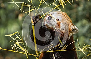 Closeup shot of a beautiful red panda eating from a bamboo stalk