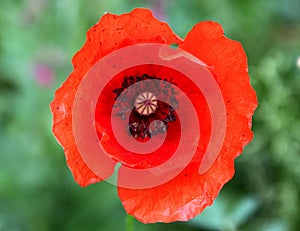 Closeup shot of a beautiful red poppy flower with a blurry green background