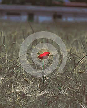 Closeup shot of a beautiful red poppy flower in a wheat field
