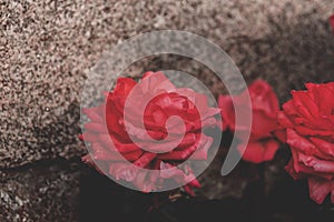 Closeup shot of beautiful red roses growing near the stone wall