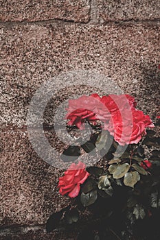 Closeup shot of beautiful red roses growing near the stone wall