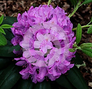 Closeup shot of beautiful Rhododendron flowers blooming in the park