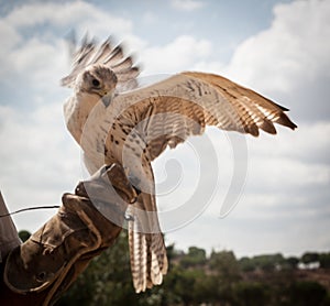 Closeup shot of a beautiful saker falcon