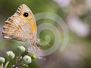 Closeup shot of a beautiful satyrs butterfly perched on a flower