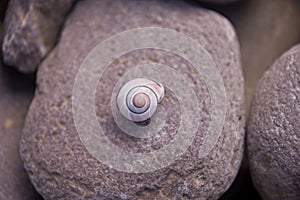 Closeup shot of a beautiful snail on a stone