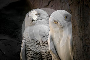 Closeup shot of beautiful snowy owls