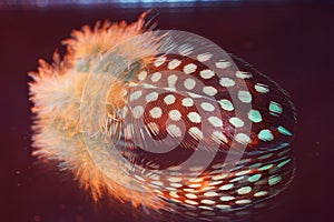 Closeup shot of a beautiful spotted feather